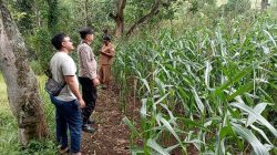 Polsek Tongas Monitoring Lahan Jagung Binaan, Pastikan Program Ketahanan Pangan Berjalan Optimal