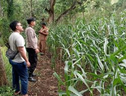 Polsek Tongas Monitoring Lahan Jagung Binaan, Pastikan Program Ketahanan Pangan Berjalan Optimal