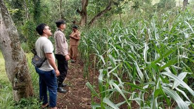 Polsek Tongas Monitoring Lahan Jagung Binaan, Pastikan Program Ketahanan Pangan Berjalan Optimal