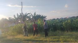Patroli Polsubsektor Kanigaran Sambangi Petani Jagung, Perkuat Kamtibmas dan Dukung Ketahanan Pangan