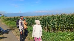 Polsek Sumberasih Intensif Dampingi Petani Jagung, Perkuat Ketahanan Pangan Nasional
