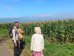 Polsek Sumberasih Intensif Dampingi Petani Jagung, Perkuat Ketahanan Pangan Nasional