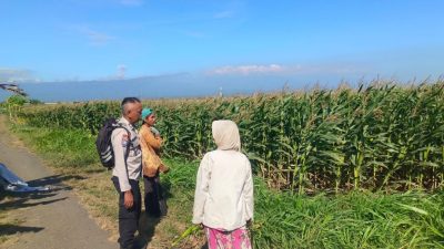 Polsek Sumberasih Intensif Dampingi Petani Jagung, Perkuat Ketahanan Pangan Nasional