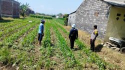 Polsubsektor Kanigaran Monitoring Lahan Jagung, Dukung Ketahanan Pangan Nasional dan Jaga Kamtibmas