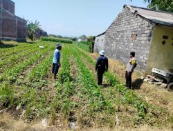 Polsubsektor Kanigaran Monitoring Lahan Jagung, Dukung Ketahanan Pangan Nasional dan Jaga Kamtibmas