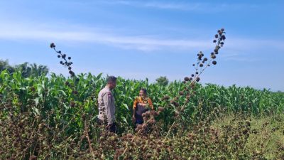 Bhabinkamtibmas Sumber Wetan Ajak Petani Dukung Program Ketahanan Pangan Nasional