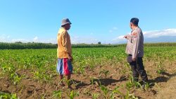 Polsek Sumberasih Dampingi Petani, Perkuat Pembinaan Lahan Jagung Binaan Polri