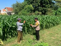 Polsek Kademangan Ajak Petani Dukung Program Ketahanan Pangan Nasional