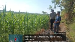 Polsek Sumberasih Dampingi Petani Jagung, Perkuat Ketahanan Pangan di Wilayah Binaan
