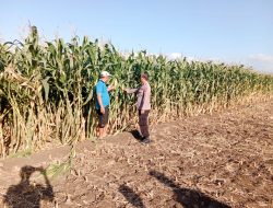 Polsek Sumberasih Dampingi Petani Rawat Lahan Jagung, Dukung Program Ketahanan Pangan Nasional