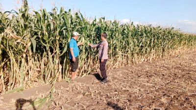 Polsek Sumberasih Dampingi Petani Rawat Lahan Jagung, Dukung Program Ketahanan Pangan Nasional