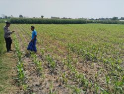 Polsek Tongas Dampingi Petani Rawat Lahan Jagung, Perkuat Ketahanan Pangan Nasional