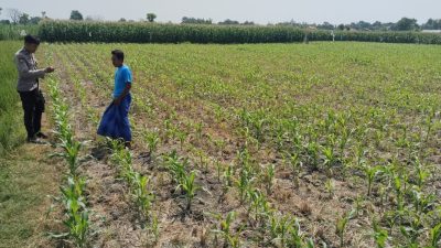 Polsek Tongas Dampingi Petani Rawat Lahan Jagung, Perkuat Ketahanan Pangan Nasional