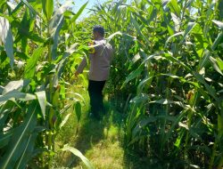 Polisi Sambangi Petani Jagung di Kanigaran, Pastikan Tanaman Siap Panen dan Beri Himbauan Kamtibmas