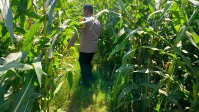 Polisi Sambangi Petani Jagung di Kanigaran, Pastikan Tanaman Siap Panen dan Beri Himbauan Kamtibmas