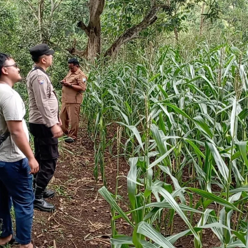 Polsek Tongas Monitoring Lahan Jagung Binaan, Pastikan Program Ketahanan Pangan Berjalan Optimal