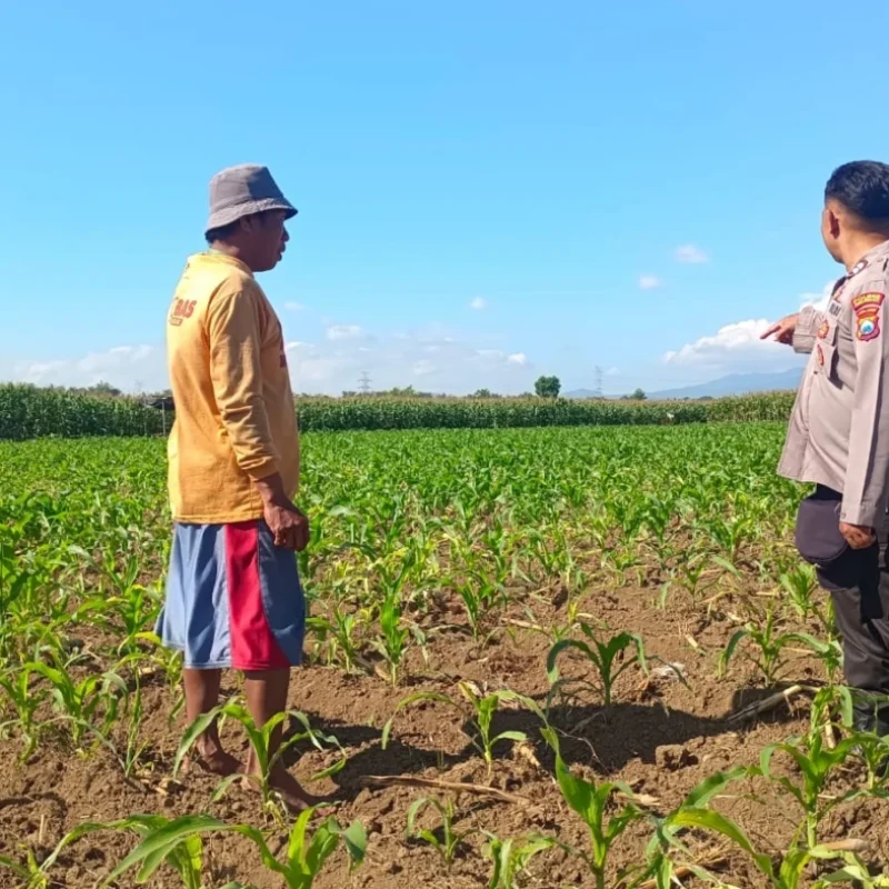 Polsek Sumberasih Dampingi Petani, Perkuat Pembinaan Lahan Jagung Binaan Polri