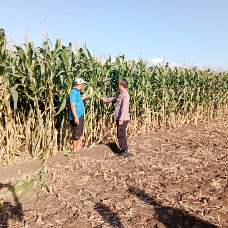 Polsek Sumberasih Dampingi Petani Rawat Lahan Jagung, Dukung Program Ketahanan Pangan Nasional