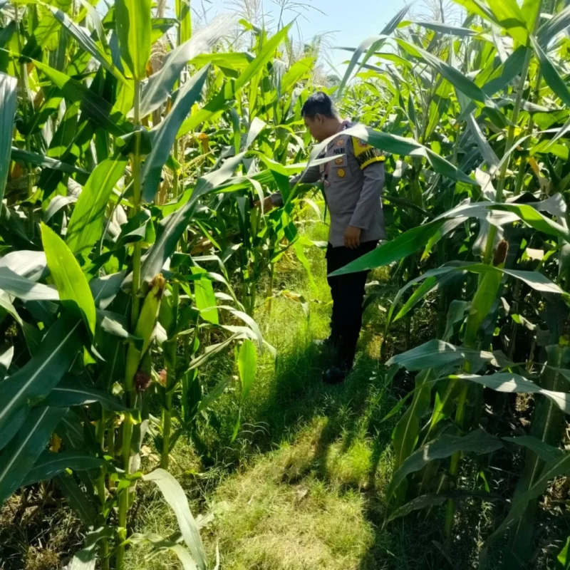 Polisi Sambangi Petani Jagung di Kanigaran, Pastikan Tanaman Siap Panen dan Beri Himbauan Kamtibmas