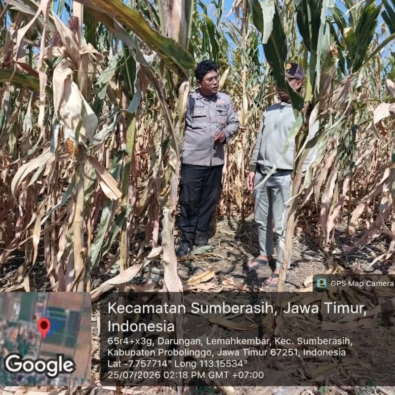 Polisi Pantau Lahan Jagung Jelang Panen di Sumberasih, Pastikan Ketahanan Pangan Tetap Terjaga