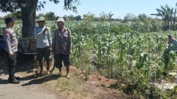 Polisi Dampingi Petani Jagung di Sumberasih, Pastikan Lahan Binaan Siap Dukung Ketahanan Pangan
