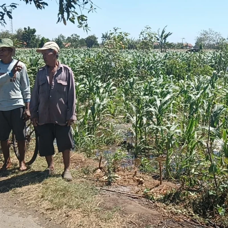 Polisi Dampingi Petani Jagung di Sumberasih, Pastikan Lahan Binaan Siap Dukung Ketahanan Pangan
