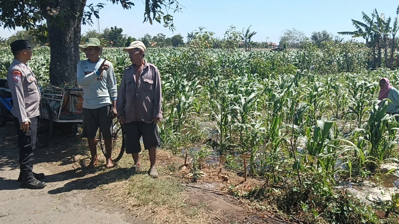 Polisi Dampingi Petani Jagung di Sumberasih, Pastikan Lahan Binaan Siap Dukung Ketahanan Pangan