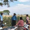 Polsek Sumberasih Aktif Pantau Lahan Jagung Binaan