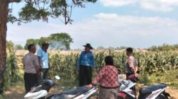 Polsek Sumberasih Aktif Pantau Lahan Jagung Binaan