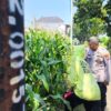 Tak Sekadar Jaga Kamtibmas, Polisi Ikut Kawal Lahan Jagung di Kedopok
