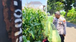 Tak Sekadar Jaga Kamtibmas, Polisi Ikut Kawal Lahan Jagung di Kedopok