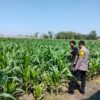 Polisi Pantau Lahan Jagung 1 Hektare di Kanigaran, Dukung Ketahanan Pangan Nasional