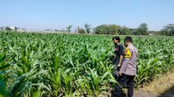 Polisi Pantau Lahan Jagung 1 Hektare di Kanigaran, Dukung Ketahanan Pangan Nasional