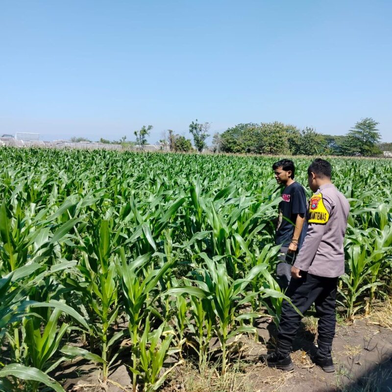 Polisi Pantau Lahan Jagung 1 Hektare di Kanigaran, Dukung Ketahanan Pangan Nasional