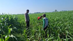 Polisi Sambangi Petani Jagung di Sumber Wetan, Dorong Ketahanan Pangan
