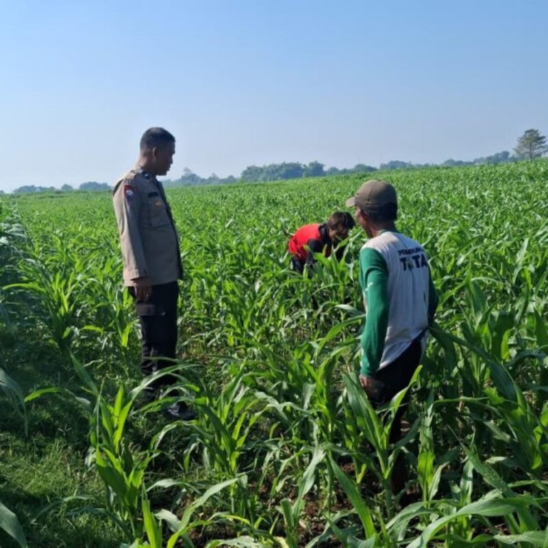 Polisi Sambangi Petani Jagung di Sumber Wetan, Dorong Ketahanan Pangan