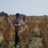 Jelang Panen, Polisi Tongas Pantau Lahan Jagung Binaan di Bayeman