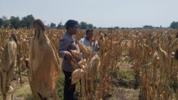 Jelang Panen, Polisi Tongas Pantau Lahan Jagung Binaan di Bayeman