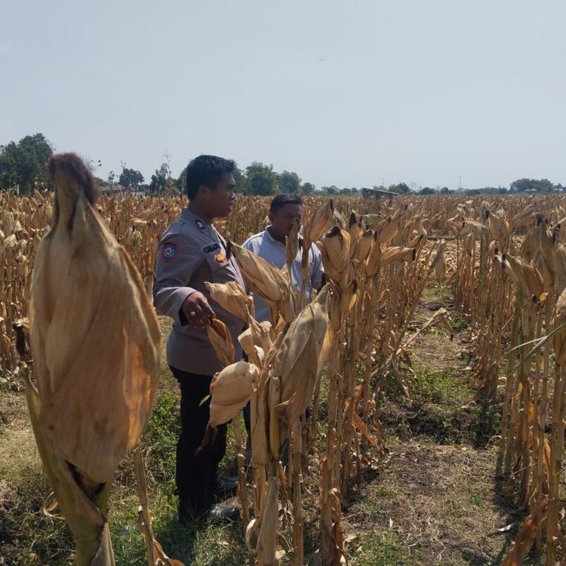 Jelang Panen, Polisi Tongas Pantau Lahan Jagung Binaan di Bayeman