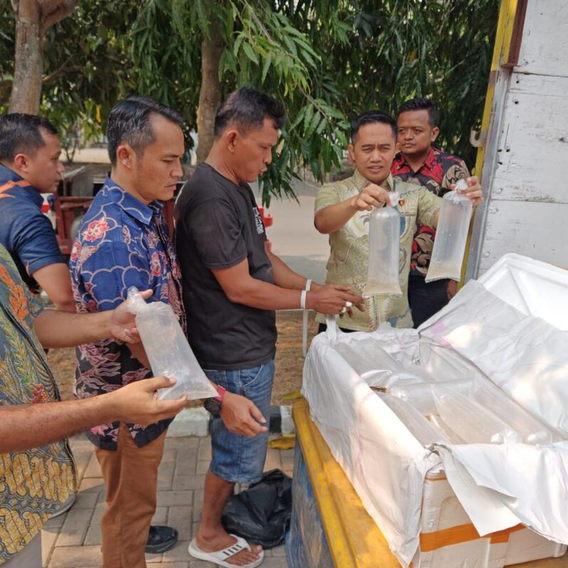 Polda Banten Gagalkan Pengiriman 150 Ribu Benih Bening Lobster, Satu Truk Diamankan