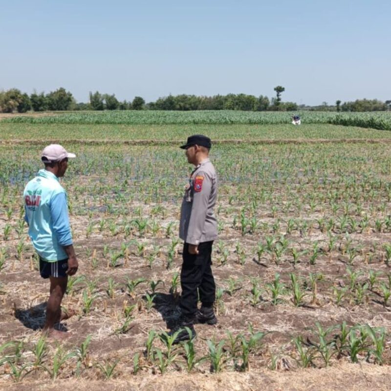Polisi Pantau Lahan Jagung 20 Hektare di Sumberasih Probolinggo, Panen Desember
