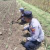 Polisi Pantau Lahan Jagung 3.500 Meter Persegi di Kareng Lor Probolinggo