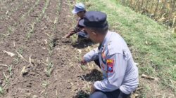 Polisi Pantau Lahan Jagung 3.500 Meter Persegi di Kareng Lor Probolinggo