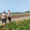 Polisi Sambangi Petani di Sumbertaman Probolinggo, Bahas Ketahanan Pangan