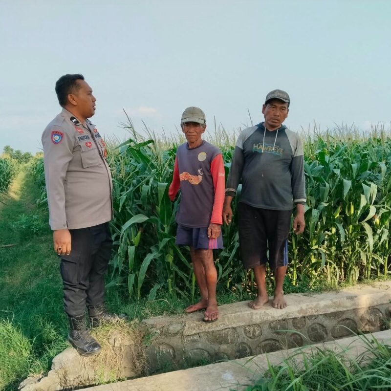 Polisi Sambangi Petani Jagung di Jrebeng Kidul Probolinggo