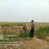 Polisi di Probolinggo Kota Turun ke Lahan, Kawal Panen Jagung Binaan di Desa Mentor
