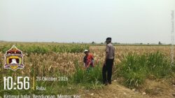 Polisi di Probolinggo Kota Turun ke Lahan, Kawal Panen Jagung Binaan di Desa Mentor