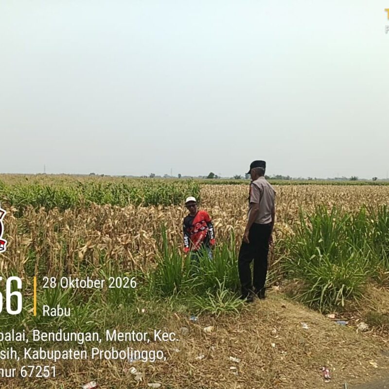 Polisi di Probolinggo Kota Turun ke Lahan, Kawal Panen Jagung Binaan di Desa Mentor