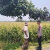 Sambangi Lahan Jagung di Pakistaji, Polisi Probolinggo Kawal Ketahanan Pangan