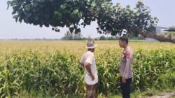 Sambangi Lahan Jagung di Pakistaji, Polisi Probolinggo Kawal Ketahanan Pangan